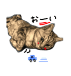 ニャーーーーーた（個別スタンプ：4）