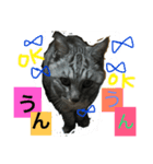 ニャーーーーーた（個別スタンプ：7）