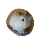 white rabbit  Milk（個別スタンプ：1）