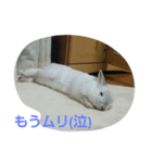 white rabbit  Milk（個別スタンプ：2）