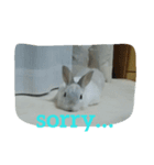 white rabbit  Milk（個別スタンプ：3）