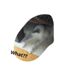 white rabbit  Milk（個別スタンプ：4）