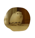 white rabbit  Milk（個別スタンプ：5）