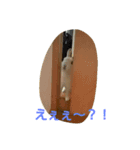white rabbit  Milk（個別スタンプ：6）