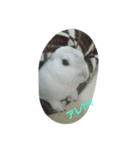 white rabbit  Milk（個別スタンプ：7）