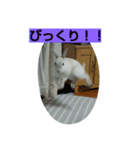 white rabbit  Milk（個別スタンプ：8）