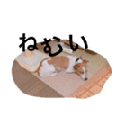 ジャックラッセルテリアちゅらスタンプ（個別スタンプ：3）