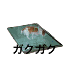 ジャックラッセルテリアちゅらスタンプ（個別スタンプ：13）