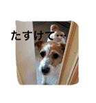 ジャックラッセルテリアちゅらスタンプ（個別スタンプ：18）
