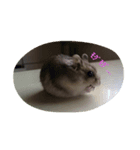 ゆるーい。ハムハム。（個別スタンプ：3）