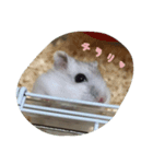 ゆるーい。ハムハム。（個別スタンプ：4）
