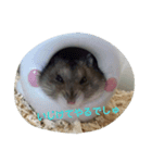 ゆるーい。ハムハム。（個別スタンプ：7）
