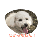 ビション・フリーゼらぶ（個別スタンプ：1）