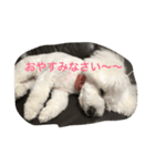 ビション・フリーゼらぶ（個別スタンプ：4）