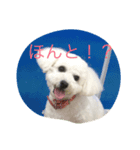 ビション・フリーゼらぶ（個別スタンプ：5）