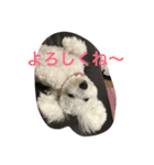 ビション・フリーゼらぶ（個別スタンプ：8）