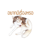 Dolce BaoBao The Husky（個別スタンプ：2）