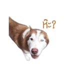 Dolce BaoBao The Husky（個別スタンプ：3）