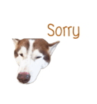 Dolce BaoBao The Husky（個別スタンプ：5）