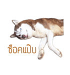 Dolce BaoBao The Husky（個別スタンプ：6）