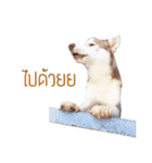 Dolce BaoBao The Husky（個別スタンプ：7）