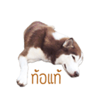 Dolce BaoBao The Husky（個別スタンプ：8）