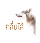 Dolce BaoBao The Husky（個別スタンプ：9）