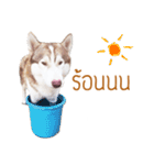 Dolce BaoBao The Husky（個別スタンプ：10）