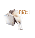 Dolce BaoBao The Husky（個別スタンプ：11）