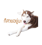 Dolce BaoBao The Husky（個別スタンプ：12）