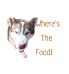 Dolce BaoBao The Husky（個別スタンプ：13）