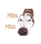 Dolce BaoBao The Husky（個別スタンプ：14）