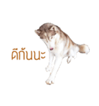 Dolce BaoBao The Husky（個別スタンプ：15）