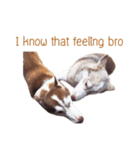 Dolce BaoBao The Husky（個別スタンプ：16）
