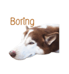 Dolce BaoBao The Husky（個別スタンプ：17）