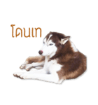 Dolce BaoBao The Husky（個別スタンプ：18）