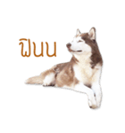 Dolce BaoBao The Husky（個別スタンプ：19）