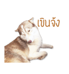 Dolce BaoBao The Husky（個別スタンプ：20）