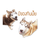 Dolce BaoBao The Husky（個別スタンプ：21）