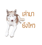 Dolce BaoBao The Husky（個別スタンプ：23）