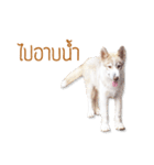 Dolce BaoBao The Husky（個別スタンプ：24）
