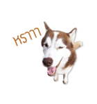 Dolce BaoBao The Husky（個別スタンプ：25）