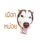 Dolce BaoBao The Husky（個別スタンプ：27）