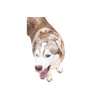 Dolce BaoBao The Husky（個別スタンプ：30）