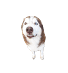 Dolce BaoBao The Husky（個別スタンプ：31）