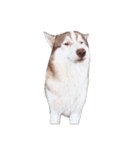 Dolce BaoBao The Husky（個別スタンプ：32）