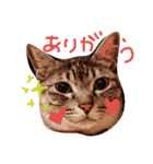 サバトラねこのひなちゃん（個別スタンプ：1）