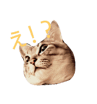 サバトラねこのひなちゃん（個別スタンプ：6）