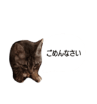 たけちよのネコのひなちゃん（個別スタンプ：1）