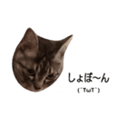 たけちよのネコのひなちゃん（個別スタンプ：2）